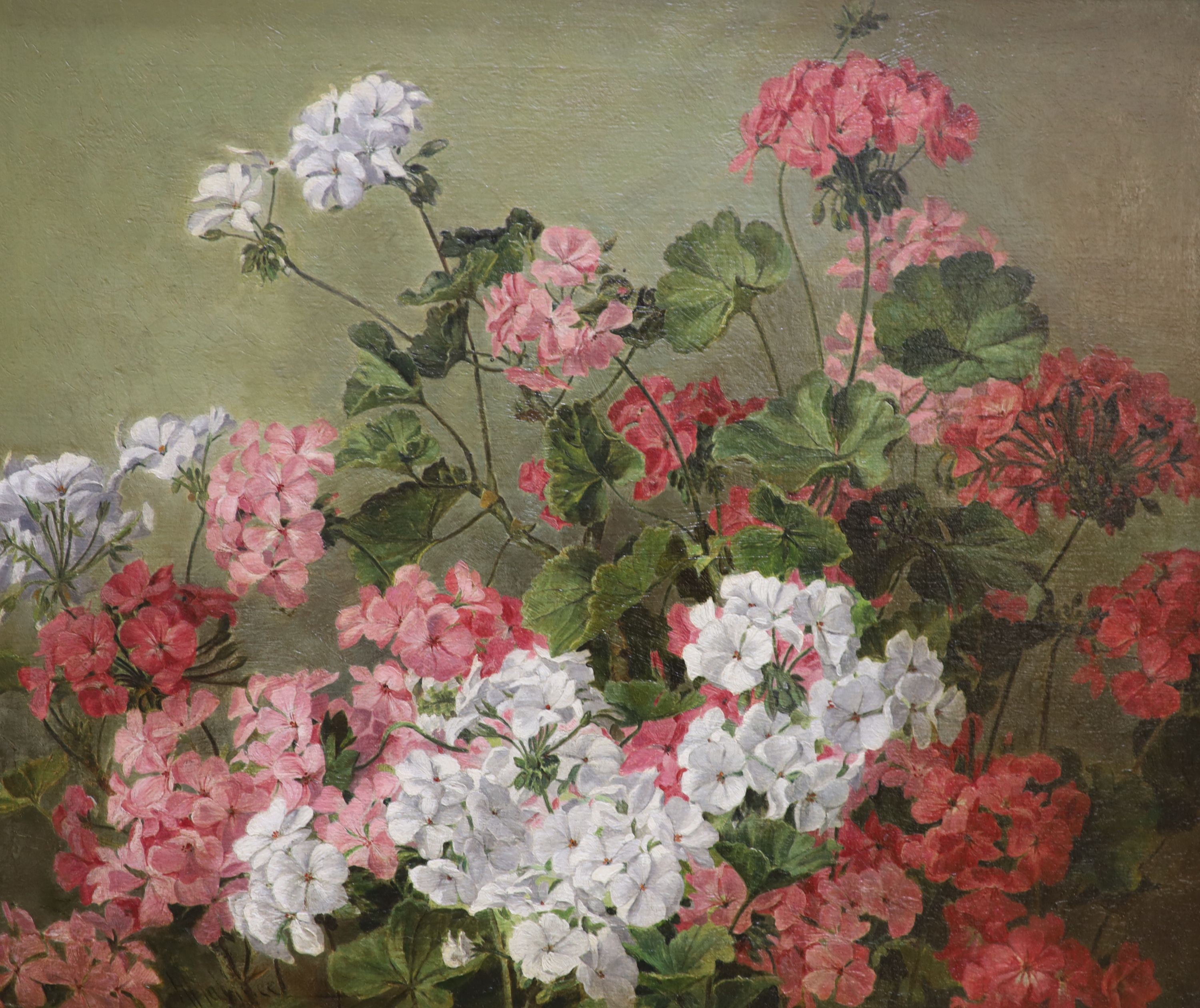 H. Wallace, oil on canvas, Still life of Geraniums, signed, 50 x 61 cm